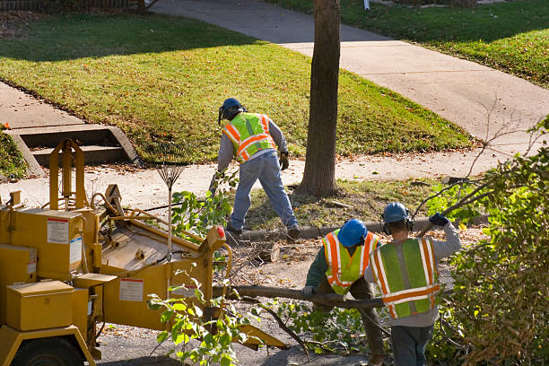 Best Tree Trimming Near Me  in Menifee, CA